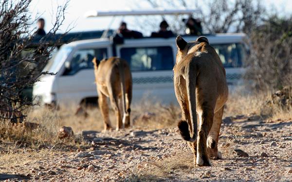 P Kenya Safari med Carsten