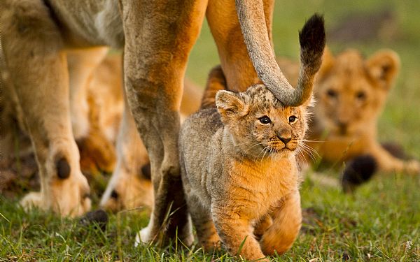 Seneste opdateringer omkring Coronavirus / Covid-19 