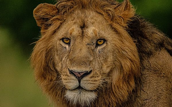 P rovdyrsafari i Kenya (1)