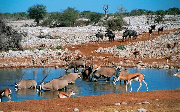 Etosha National Park
