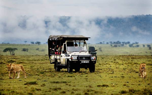 Safari i Kenya skrddersyet efter behov.