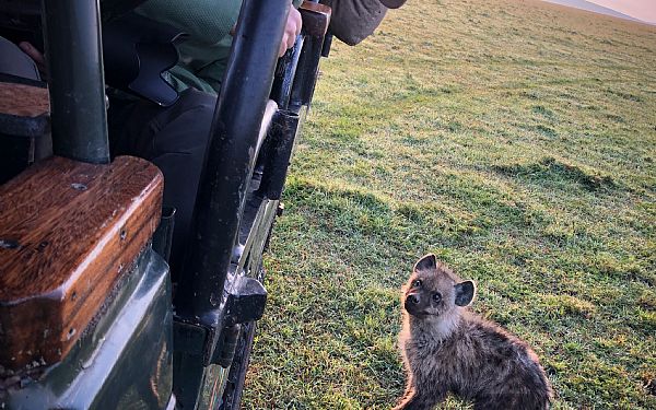 P rovdyrsafari i Kenya (2)