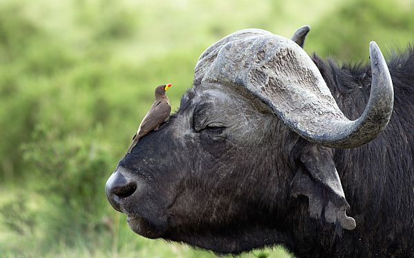 Tryghedsgaranti hos Africa Tours 