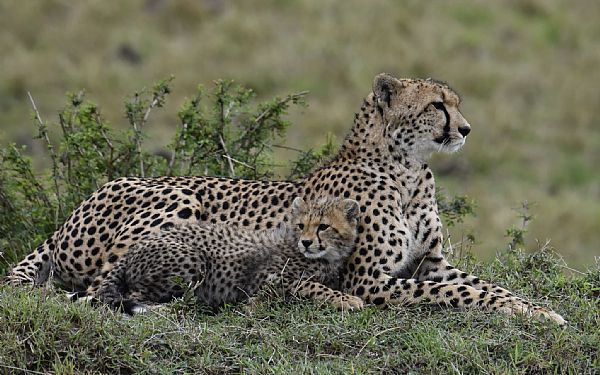 Savannen "bugner" med dyreunger