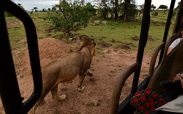 Safaridagen  et eksempel 
