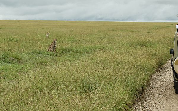 Oplevelser i Tanzania