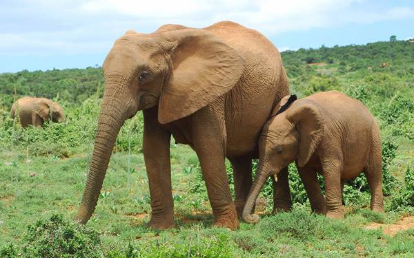 Sydafrika med Paw Gosmer