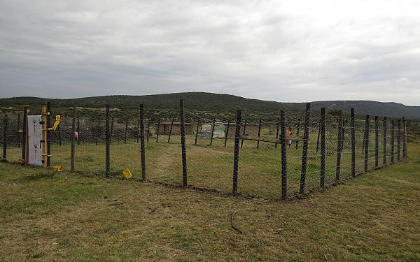 Plastikaffald redder lver og hyner