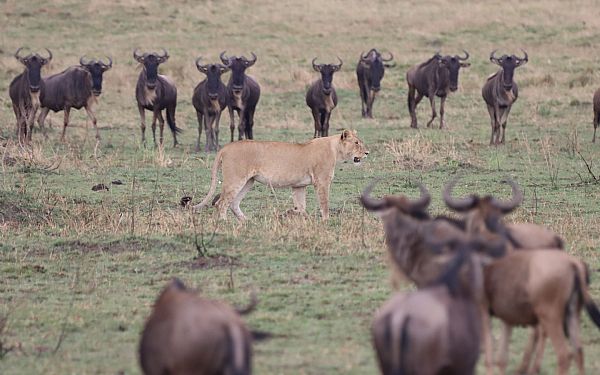 Fantastiske safari helt efter planen i Kenya og ingen utryghed trods corona