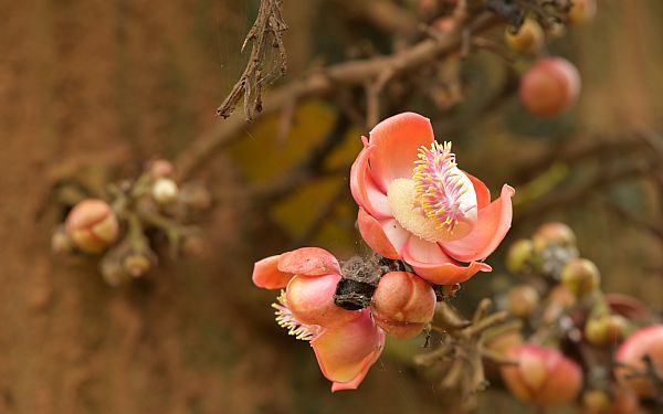 Gorillaer (2)  oplevelser i Uganda