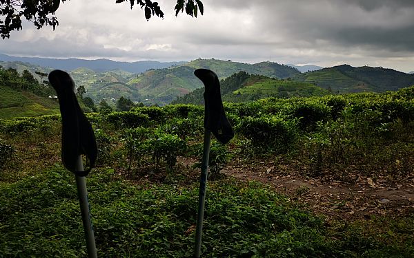 Gorillaer (3)  lver og mde med gorillaer i Uganda