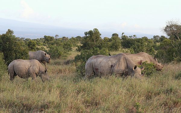 Emma, Frederic, Jesper og Mette p privatsafari i Kenya