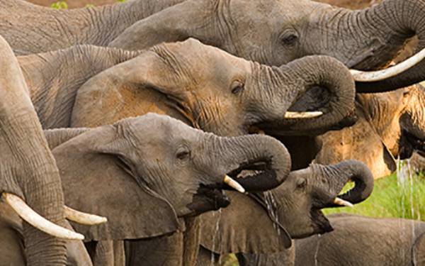 Elefantambassadr i Sydafrika