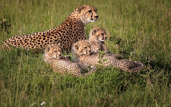 Endnu en fantastisk tur til sknne Kenya og Karen Blixen Camp