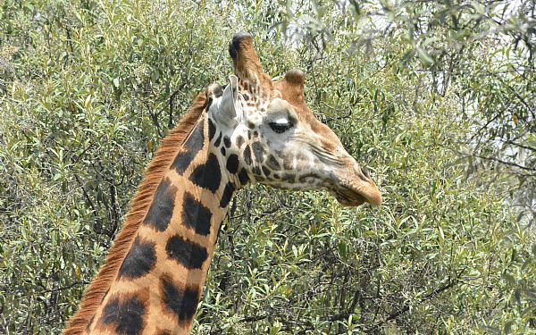 Har du set giraffen?