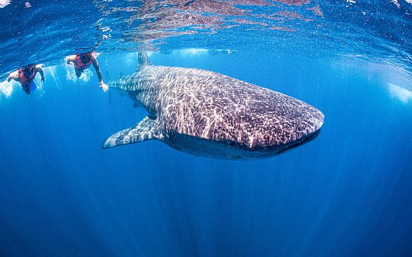 Hvalhajen - fiskenes absolutte kmpe