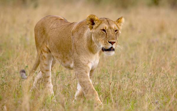 P Kenya Drmmesafari med Geoffrey