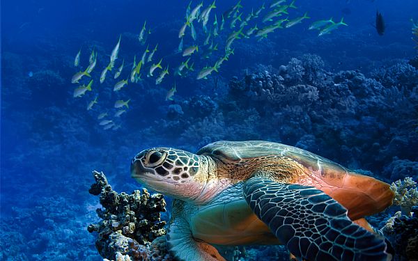 Snorkel- og dykkerture Zanzibar 