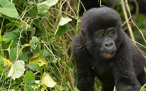 Slut med PCR test for rejser til Afrika 