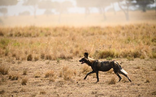 Nairobi, savanne og Kenyakysten (2) 