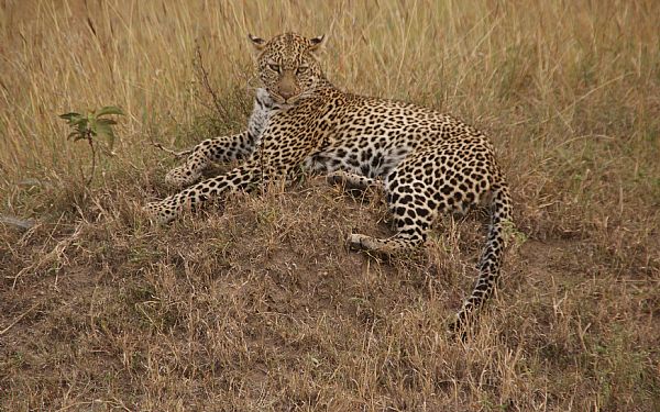 En helt fantastisk rejse med hele familien til Kenya