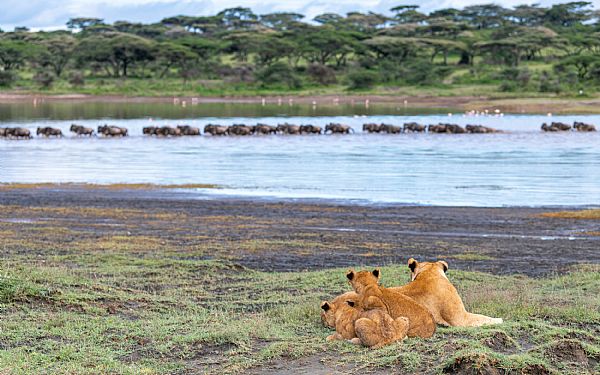 Ndutu-omrdet, det sydlige Serengeti