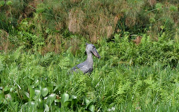 Hold da op for en fantastisk tur til Uganda