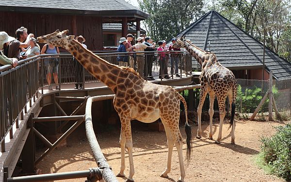 Fra rejseleder Jesper Horsted p Kenya Familiesafari, 13.10.2022