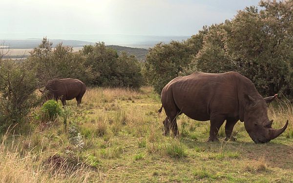 Safari fra Karen Blixen Camp (2)
