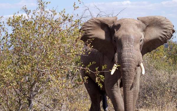 Craig Spencer i Sydafrika