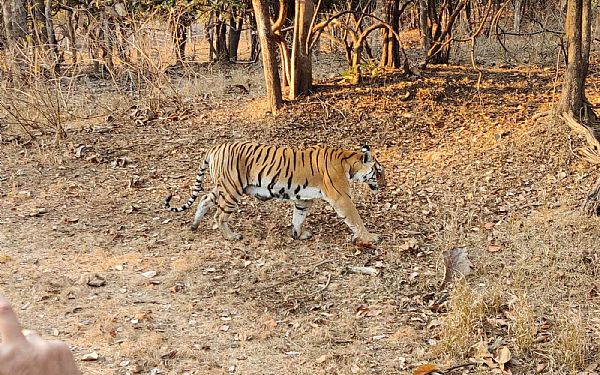 Indiens tigre, templer og Taj Mahal