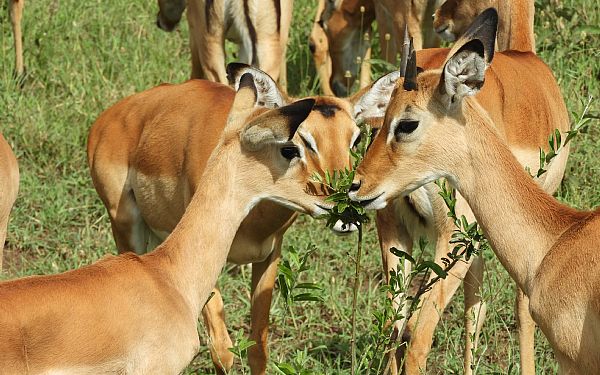 Hvor er det bedst at tage p safari i Afrika?