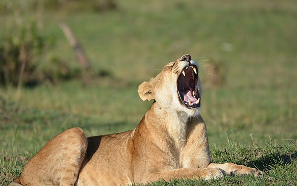 Hvad er det bedste safariland i Afrika?