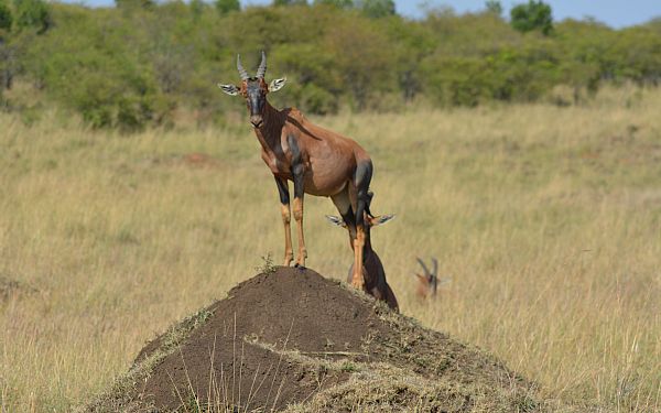 Er det dyrt at rejse til Afrika?