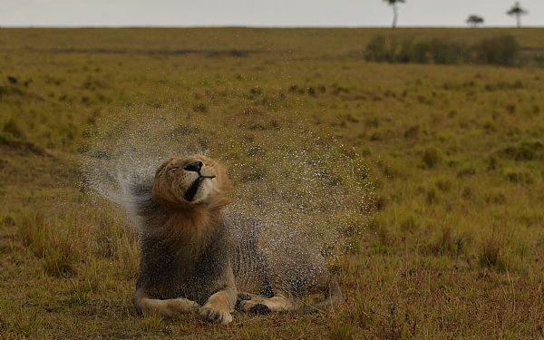 Hvornr er det regntid i Afrika?