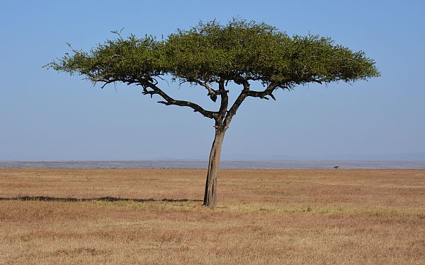 Hvor varmt er det i Afrika?