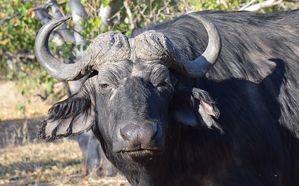 Hvilke dyr kan jeg se p safari?