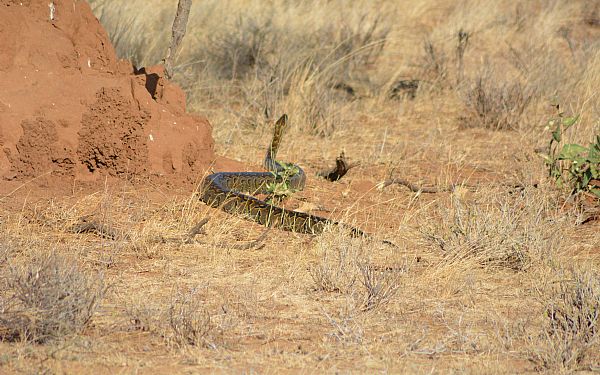 Ser man slanger p safari?