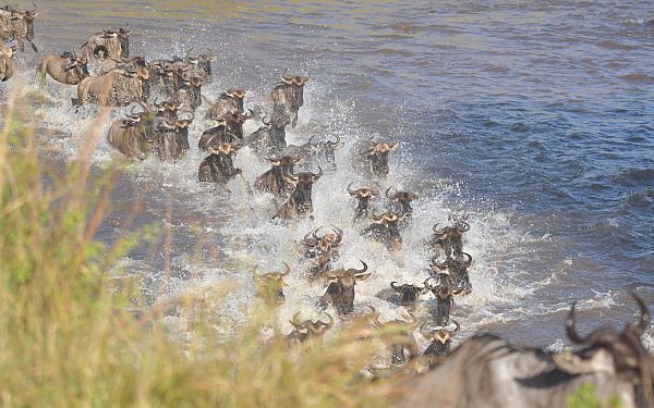 Hvornr er den store migration i Kenya?