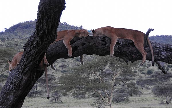 Hvornr er det bedst at rejse til Tanzania?