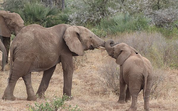 Hvornr er det bedst at rejse p safari i Tanzania?