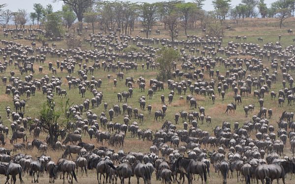 Hvornr er den store migration i Tanzania?