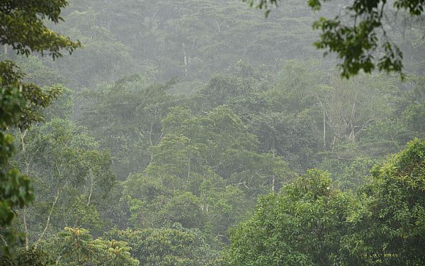 Hvornr er det bedst at rejse til Uganda?