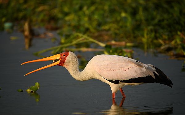 Hvilke dyr kan jeg se p safari i Uganda?