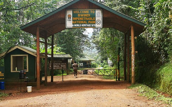 Hvor kan man se gorillaer i Uganda?