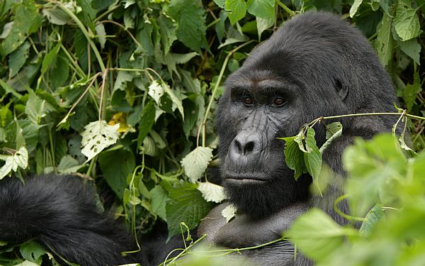 Er det dyrt at komme p gorillatrekking?