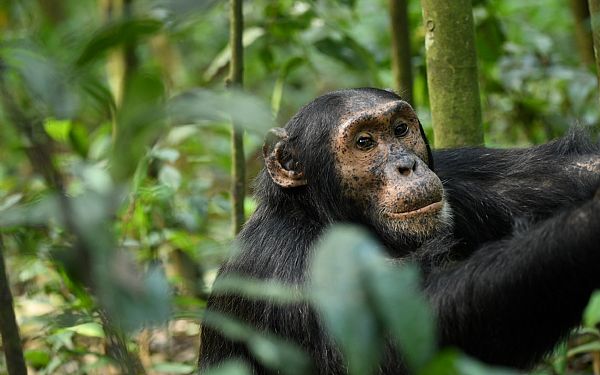Hvor kan man se chimpanser i Uganda?