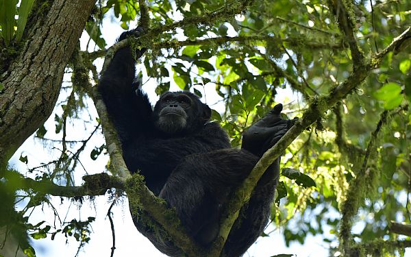 Er det dyrt at komme p chimpansetrekking?