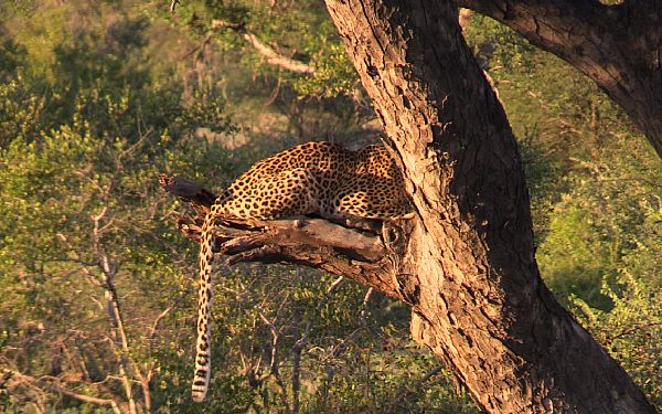 Hvilke dyr kan jeg se p safari i Sydafrika?