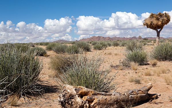 Kan man tage p safari ifm. et besg i Namib-rkenen?